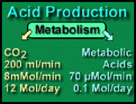 Metabolism Differences
