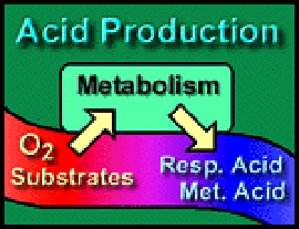 Metabolism Produces Acid